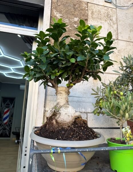 Bonsai con vaso moderno