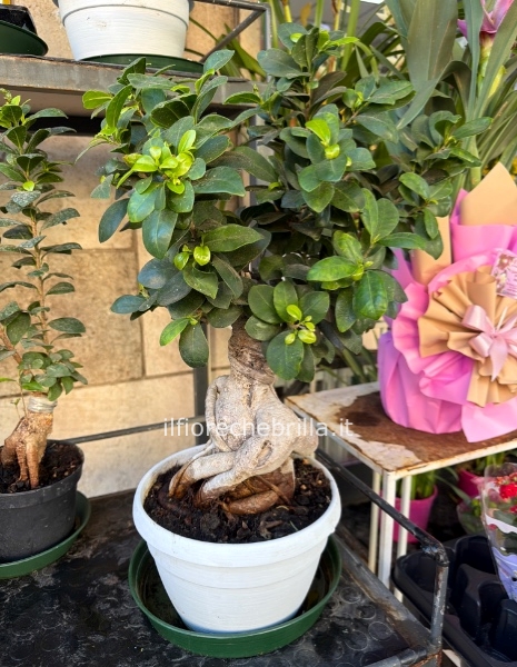 Bonsai grande
