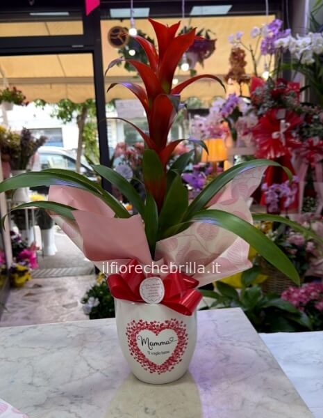 Guzmania con vaso in coccio per la mamma