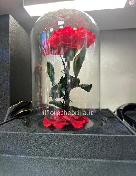 Rosa stabilizzata grande rossa