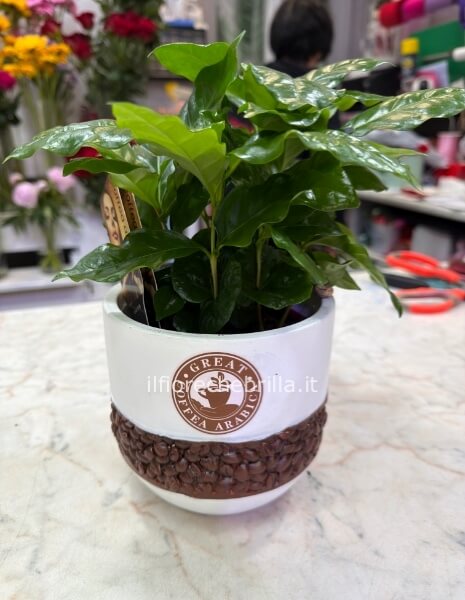 Pianta del caffè con tazza