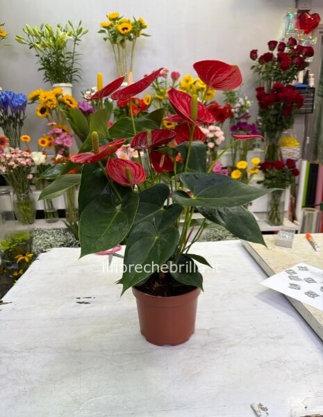 Pianta di anturium grande rossa
