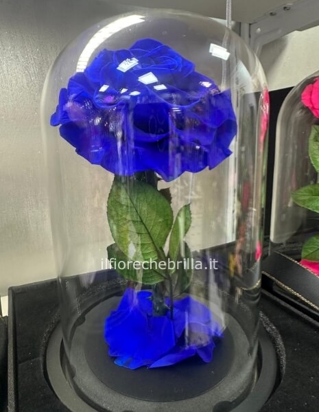 Rosa stabilizzata grande