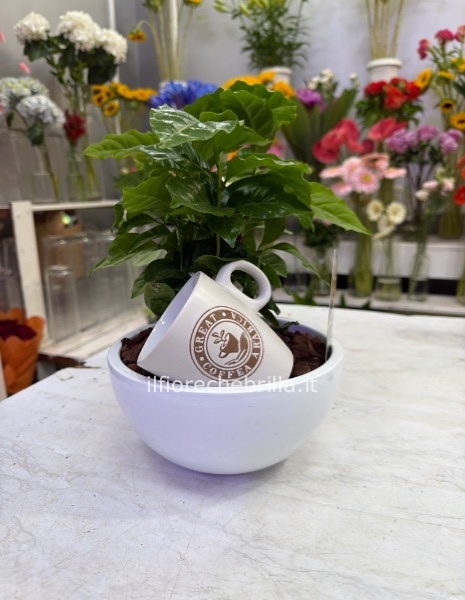 Pianta del caffe