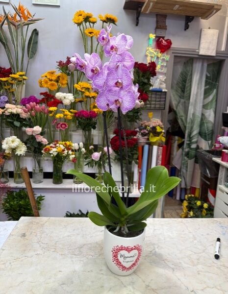 Pianta di orchidee con vaso