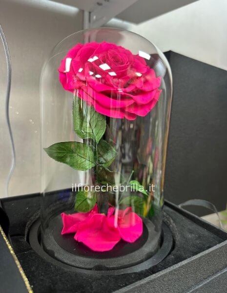 Rosa stabilizzata grande