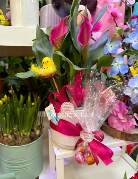 Piantina di calla con coccio e cioccolatini