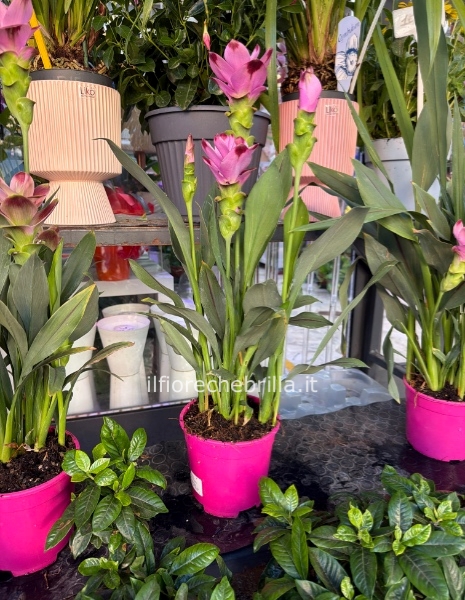 Pianta di curcuma in vaso